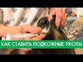 Как ставить кошкам подкожные уколы | Полезная Умка