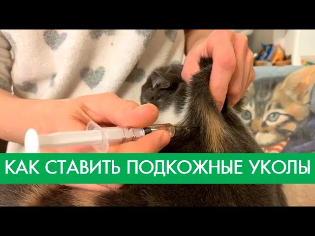 Как сделать самостоятельно собаке укол подкожно | Лапа помощи | Дзен