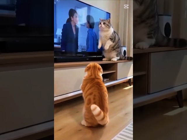ㅎㅎㅎ 재미있네요 #웃음 #각종유머 #웃으면 #웃긴짤 #웃긴영상 #음악 #게그