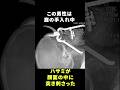 いつもの庭いじりの日常、目の中に入ったものとは