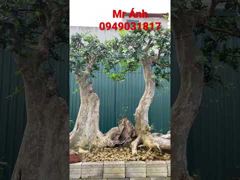 Video Duối song thụ #shorts - youtube