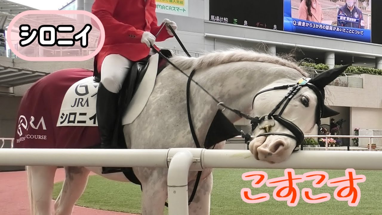 【誘導馬】こすこす後、大量のう○ち出ちゃったのでお掃除をお願いしに駆け出すシロニイ