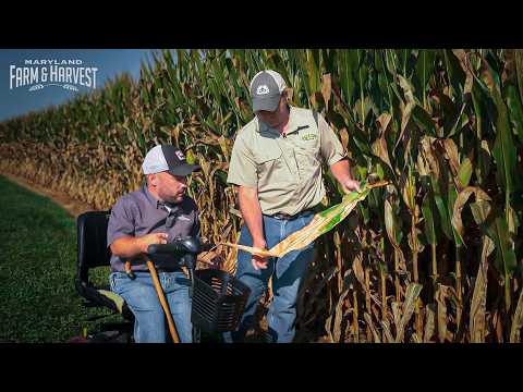 The New Corn Disease Worrying Maryland Farmers | MD F&H
