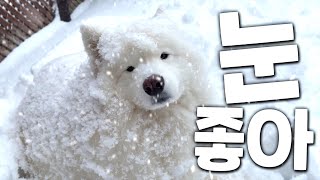 How Samoyed Became a Snowman by 호야단추(HoyaDanchu) 15,330 views 1 year ago 10 minutes, 59 seconds