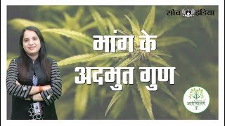 औषधीय गुणों  से भरपुर  || Benefits of Bhaang || Home Remedies || Soch India