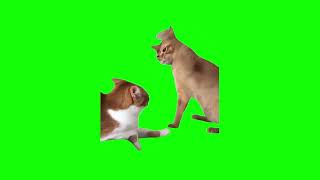 Cat Hits Another Cat (Green Screen)