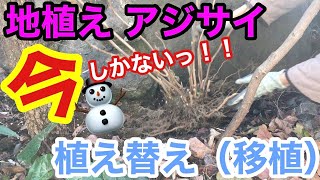 【地植えアジサイ】植え替え（移植）/ 花も楽しめる植え替え方法 / やるなら今です（12〜3月）/ 生育不良を植え替えで解決！！【ガーデニング】