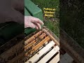 Probleme mit Schnecken in der Beute,was hilft?