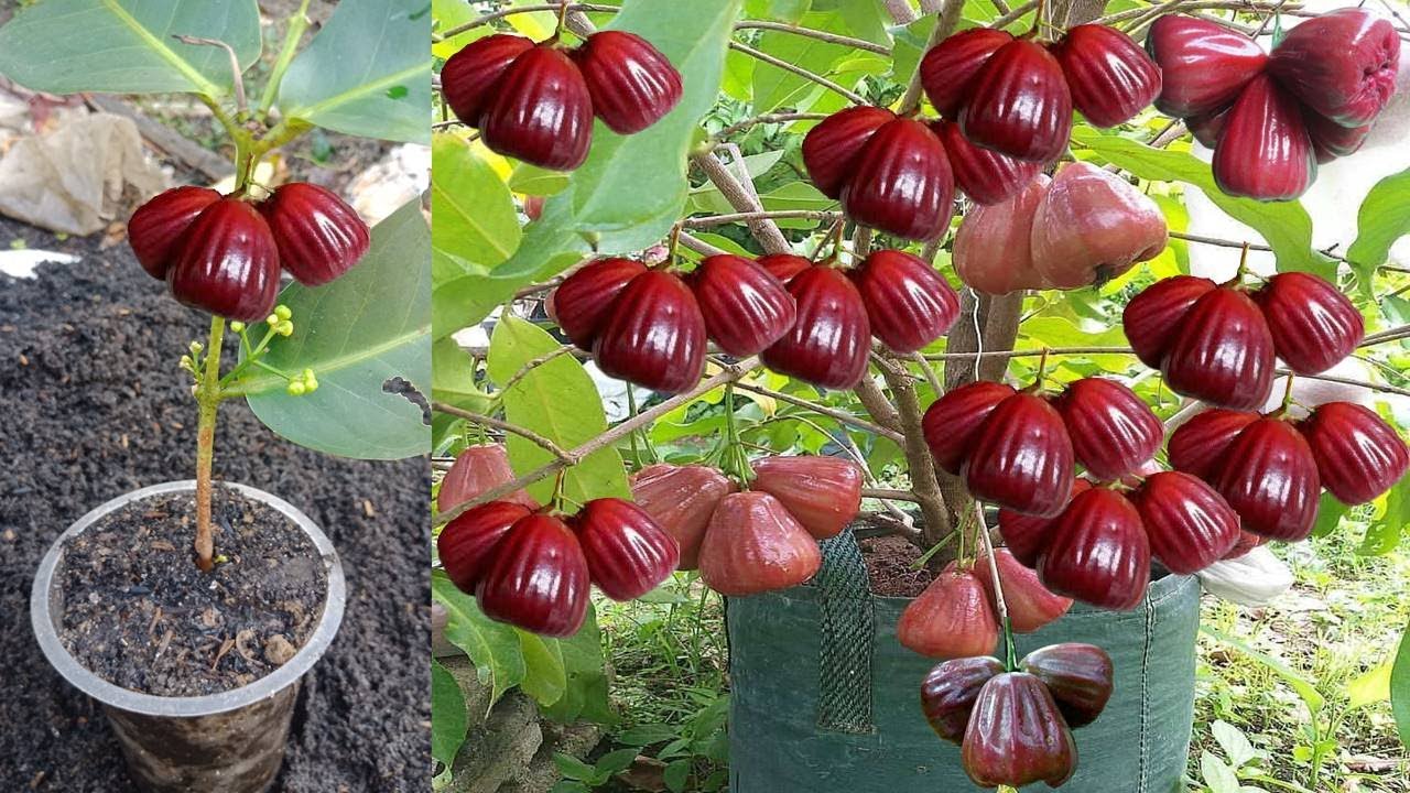 How to cuttings honey guava so that it grows 100 immediately bears