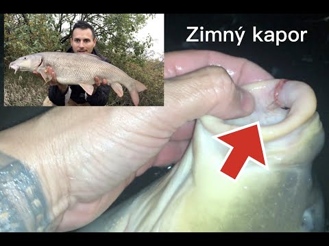 Video: Chytanie Walleye V Zime