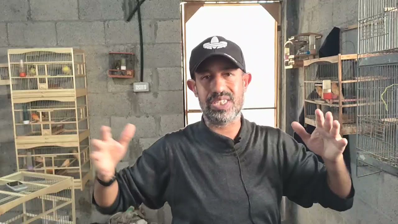 تجهيزالحسون للتزاوج في الموسم وشرح عن درجات قوته في الإنتاج والفرق بين السلاكة والقفص الصيفي والمنتج