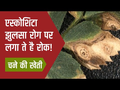 चने में एस्कोशिटा झुलसा रोग क्षति के लक्षण एवं प्रबंधन। - चने में एस्कोशिटा झुलसा रोग क्षति के लक्षण एवं प्रबंधन।