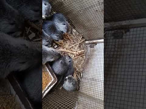 Нутрии. Содержание молодых нутрий в клетке. Подстилка для нутрий. Content of young nutria in cells.