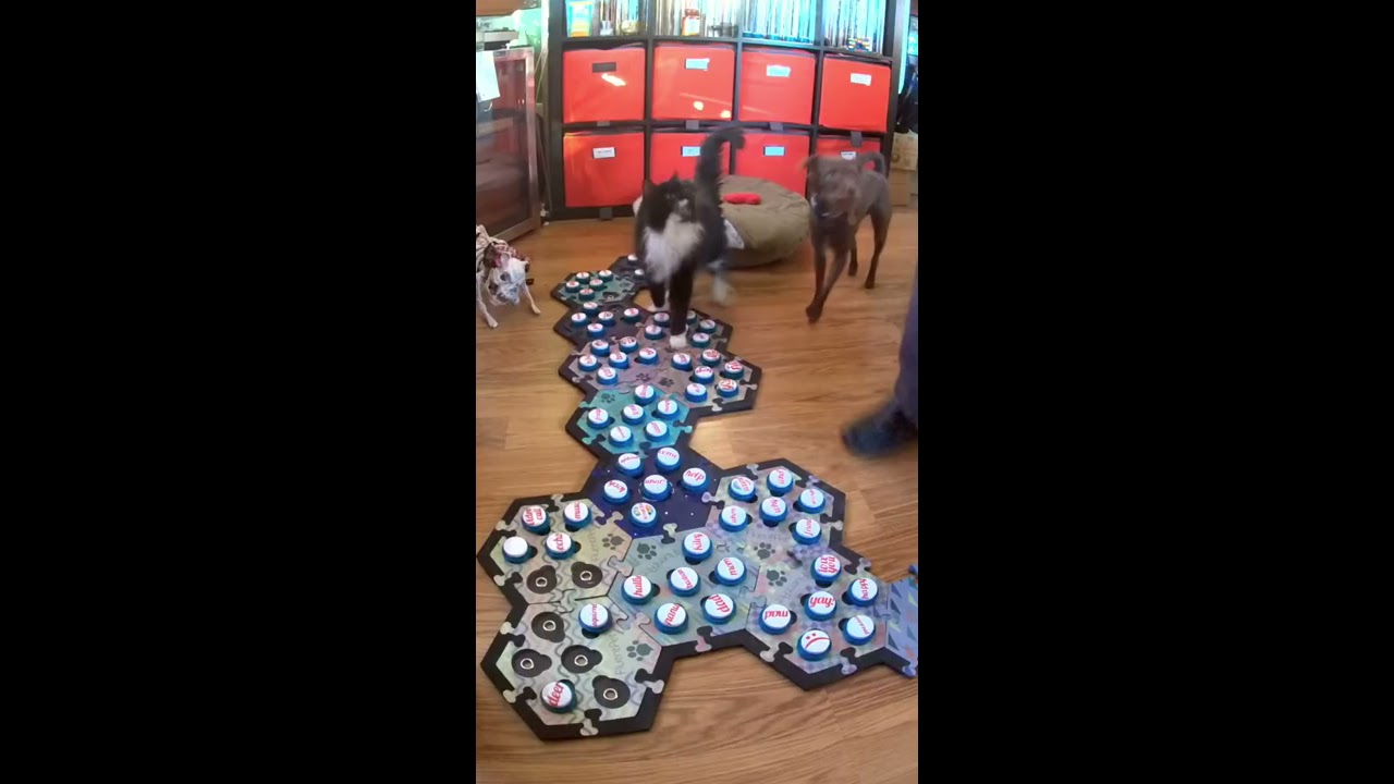 The CAT AND DOG Are BOTH Using Talking Buttons Shorts