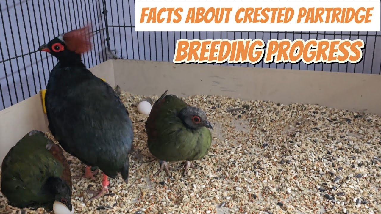 Roul Roul Partridge Breeding | Partridge and Quail Breeding Setup| Partridge ki breed | petsvlog
