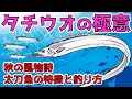 【タチウオ】太刀魚釣りの魅力！特徴から釣り方までの基本を解説