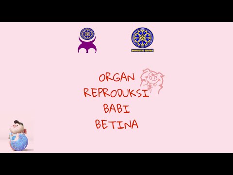 Penjelasan Organ Reproduksi Ternak Babi Betina