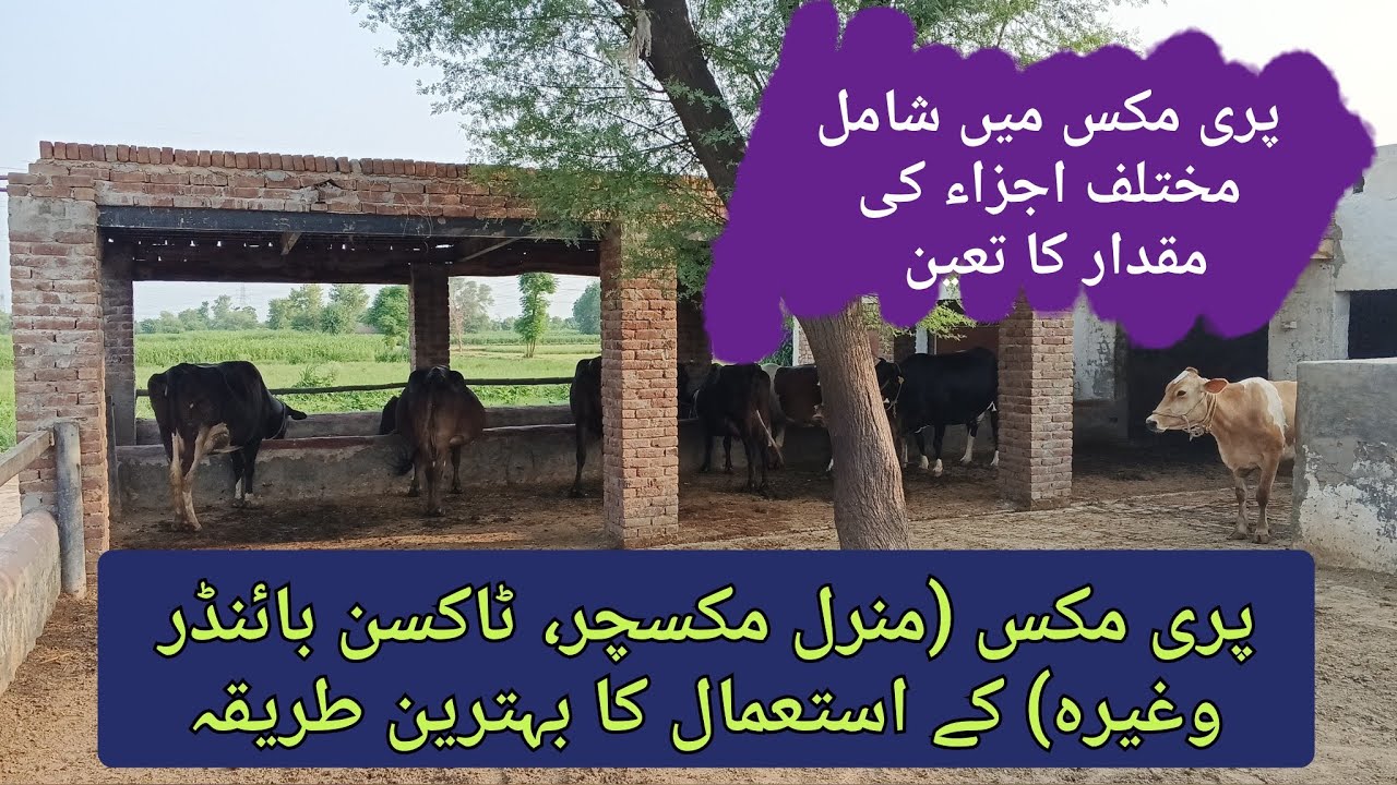 Best way to feed premix (mineral,toxin binder, etc.) to dairy cows ll small scale dairy farming tips