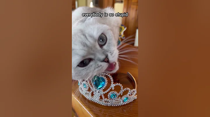 I can’t deal with people anymore ♥️🍎🤔 #kikicutekitty #relatable #annoying #scottishfold #fypage