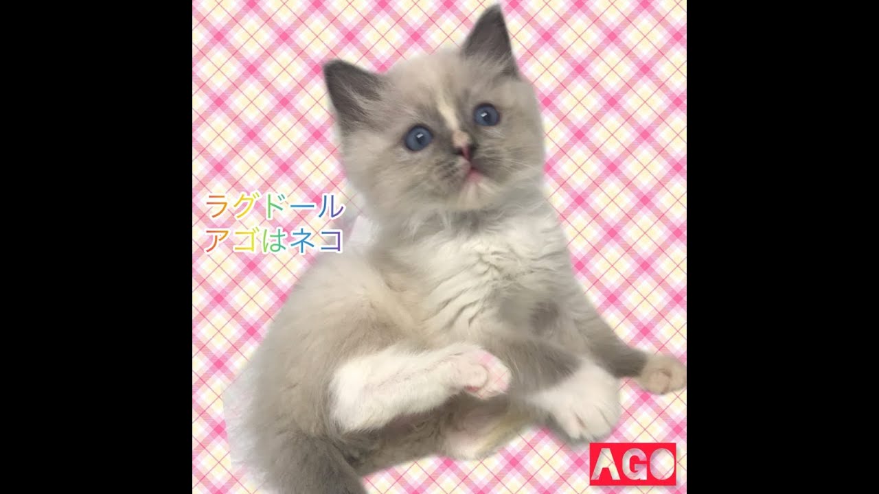 ラグドール 可愛い 通常販売の子猫ちゃん アゴはネコ Youtube