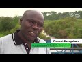 GCF in Uganda: Restoring wetlands