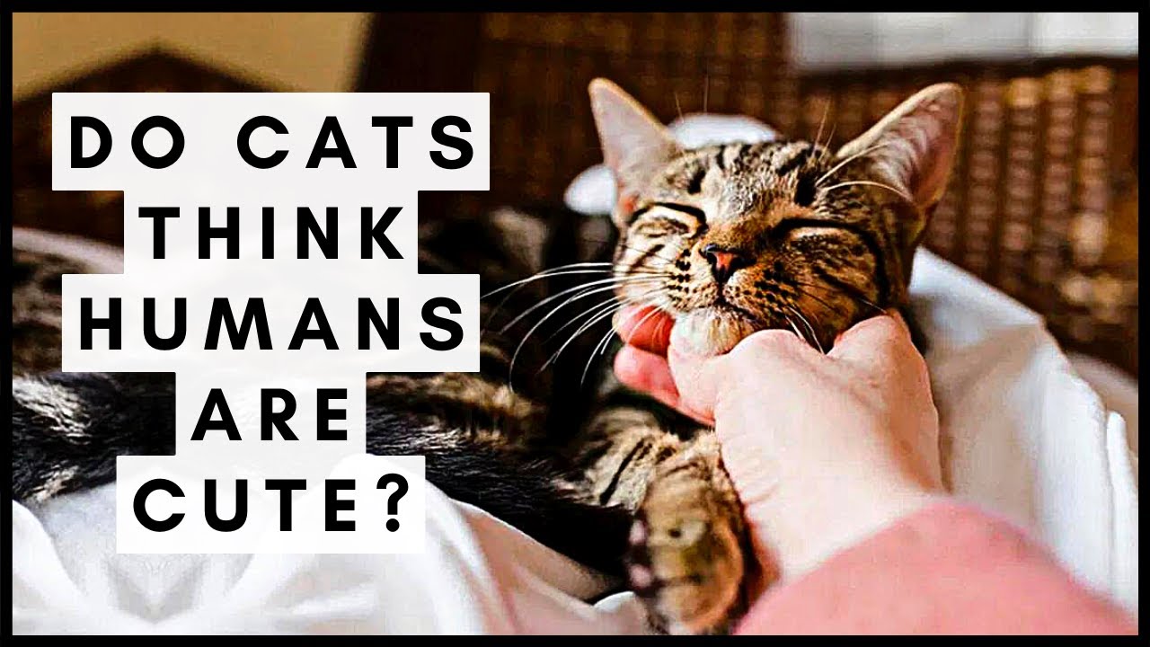 Can cats think humans are cute?