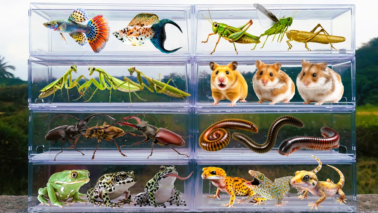 I am hunting for insects in the garden I found a Millipede, hamster, Gecko, Betta Fish, Mantis, frog