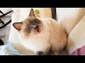 Cutest cat meowing for cuddles  ragdoll pistache