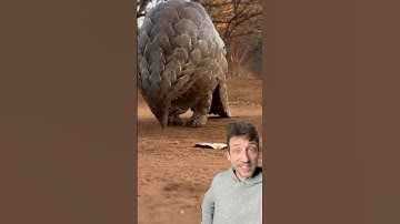 The Pangolin is the master of defense