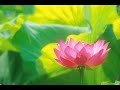 02 花は咲く 演奏:三宅の森のギタマンデュオ (マンドリン・ギター)