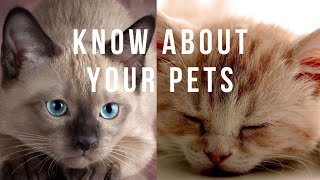 Cute Cats For Home | Baby Pets For Family | Cute Pets For Home | Sweet Cat For Home | Cats Breed by PETS CANDY 11 views 1 year ago 3 minutes, 41 seconds