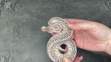 Pastel VPI Axanthic Shrapnel Pinstripe 100% het Clown Ball Python - 2023.20-4