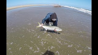 An epic day surfcasting Muriwai - Couple solid Kings off the sand