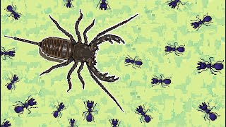 Pocket Ants Vinegaroon -  How to kill Vinegaroon in 3 min