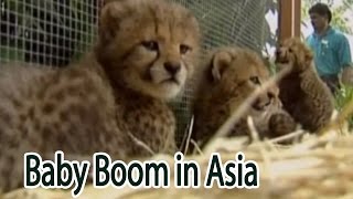 Baby Boom in Asia by All About Animals 107 views 8 years ago 3 minutes, 40 seconds