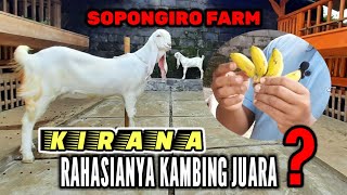 RAHASIANYA KAMBING JUARA ⁉️SOPONGIRO FARM KAMBING SENDURO