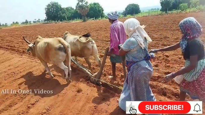 ఎద్దుల నాగలితో విత్తనాలు వేసే విధానం | Traditional Seed Sowing Method |  Groundnut Seed - YouTube