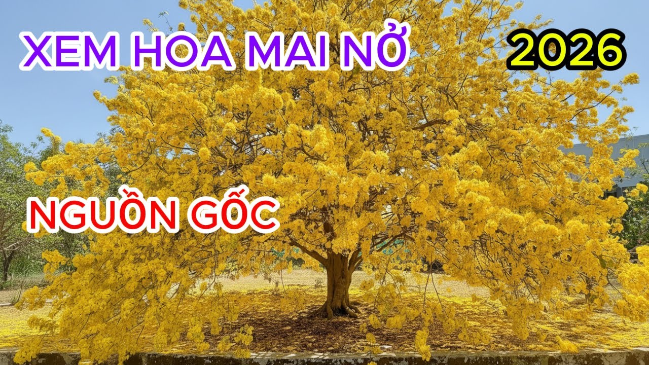 nguồn gốc cây mai vàng không phải ai cũng biết