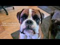 FUNNY Talking Boxer Rex Commercial For The 2021 Rex &amp; Sammie Calendar. World wide shipping!