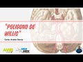 Anatomía - Poligono de Willis (Corformación y Ramas Centrales, Lenticuloestriadas)