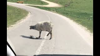 The little lamb doesn't get out of the Street