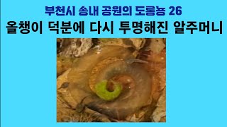 부천시 송내 공원의 도롱뇽 26. 올챙이 덕분에 다시 투명해진 알주머니; Korean salamander 26. Transparent again thanks to tadpoles by 이덕하의 진화심리학 38 views 2 weeks ago 2 minutes, 7 seconds