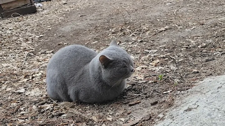 Watch the video about Cat, British cat on street, cute cat, cat video