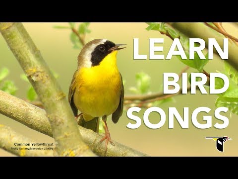 Learn Bird Songs - Bird Academy