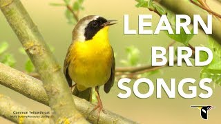 Learn Bird Songs - Bird Academy