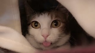 猫の全抜歯手術から２週間、レーザー治療について話してきました｜猫餌棚DIY