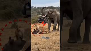 Wild Animals Caught on Camera 😱 Dangerous &amp; Funny Moments