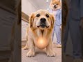 Se seu cachorro faz isso depois de comer… cuidado #pets #cachorros #dogs