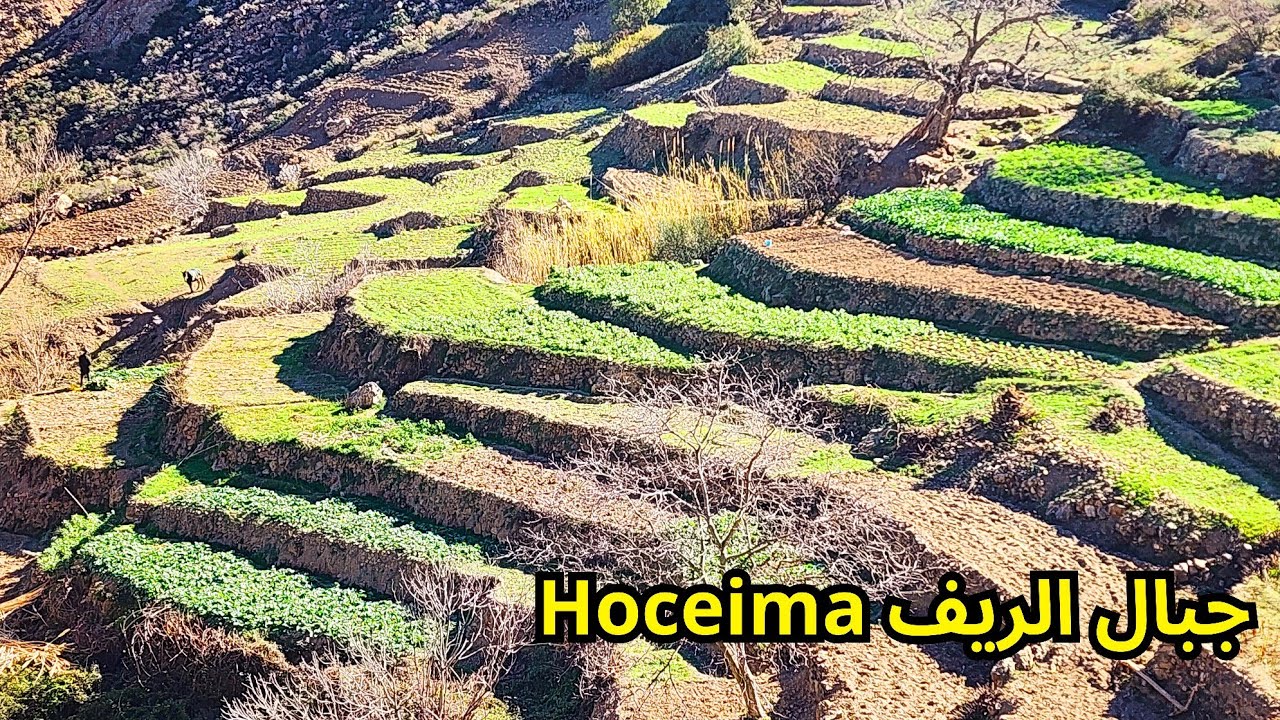 موسم زراعة الثوم البلدية في جبال حمام و مزرعة مدرجة... نوحي الحسيمة