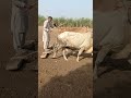 Cultivation Wheat Crops By Bulls #shorts #viralshorts